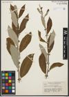 Foto von Salix scouleriana Barratt ex Hook.